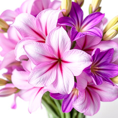 Delicate close up view of stunning lily flowers in shades of pink and purple blossoming