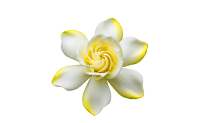 "Gardenia istok bloom isolated on white background PNG, natural look"
