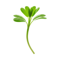 Vibrant Green Alfalfa Sprout Young Plant Growing with Lush Leaves and Stem