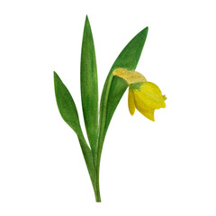 Spring illustration with watercolor yellow daffodil
