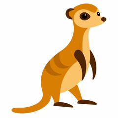 Meerkat with white background
