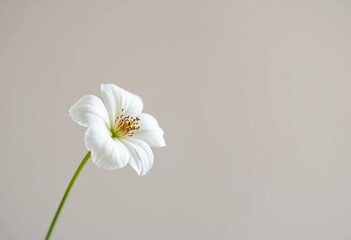 Single white flower, long stem, minimalist background,  studio,  pure