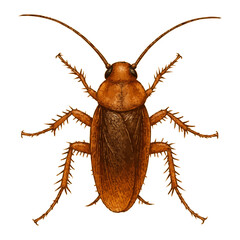 Realistic 4K Cockroach Illustration