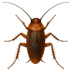Realistic 4K Cockroach Illustration