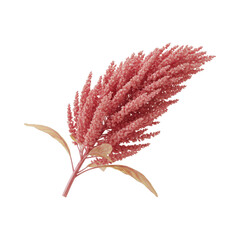 Obraz premium Vibrant Pink Amaranth Flower Stalk