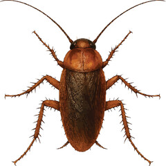 Realistic 4K Cockroach Illustration