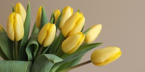 Obraz premium Vibrant Yellow Tulips with Green Leaves on Neutral Background Symbolizing Springtime Joy and Warmth in Floral Display