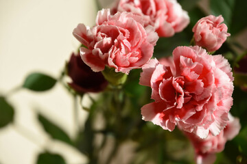 カーネーション