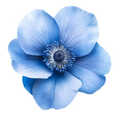 Blue Anemone Flower Closeup Macro Shot Botanical Beauty