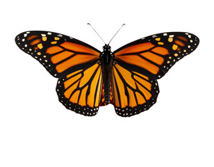 Fototapeta premium Realistic Monarch Butterfly Pollinating a Pink Zinnia, Isolated PNG