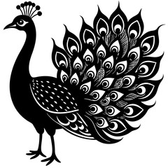 Fototapeta premium peacock