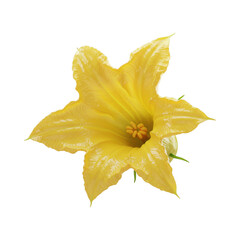 Fototapeta premium Vibrant Yellow Squash Blossom for Culinary and Garden Designs