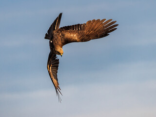 Black kite in fast descent with curved wings and open tail.
