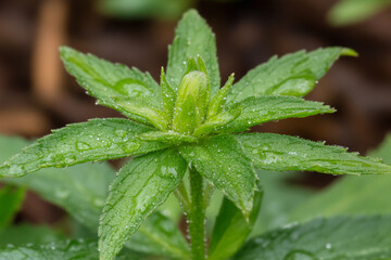 Close-up of strawberry seeds glistening with water droplets on vibrant green foliage