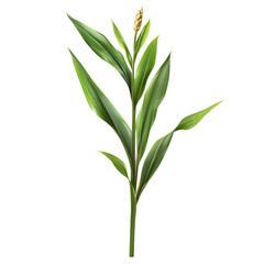 Fototapeta premium Green Galangal Plant with Flower Bud Isolated on Black Background