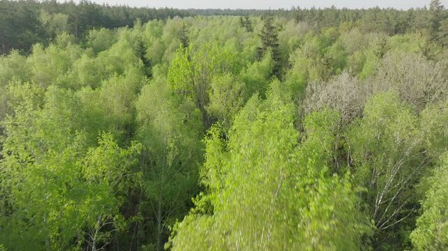 Nature green landscape summer forest view day morning tree park outdoor