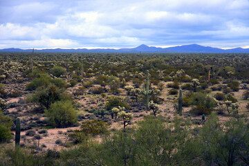 Early Spring Landscape Sonoran Desert Arizona
