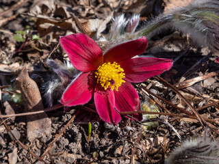 Red Pasque Flower or Red Meadow Anemone- Pulsatilla rubra with large bell-shaped red flowers with golden yellow stamens on short stems in early spring