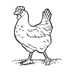 a curious looking hen. Vector illustration. Drawing simple