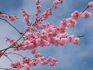 Cherry blossom or japanese pink sakura flowering with pink flowers in spring with blue sky in background