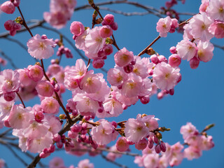 Obraz premium Cherry blossom or japanese pink sakura flowering with pink flowers in spring with blue sky in background