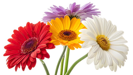 three gerbera daisies