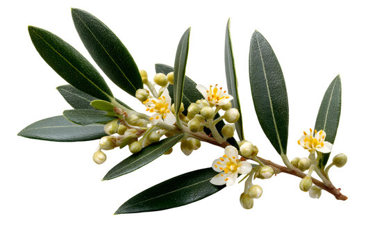 Olive branch with flowers close up macro shot mediterranean plant nature photo on transparent background
