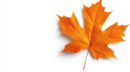 Vibrant orange maple leaf showcasing beauty of autumn, with intricate details and smooth texture, perfect for seasonal themes