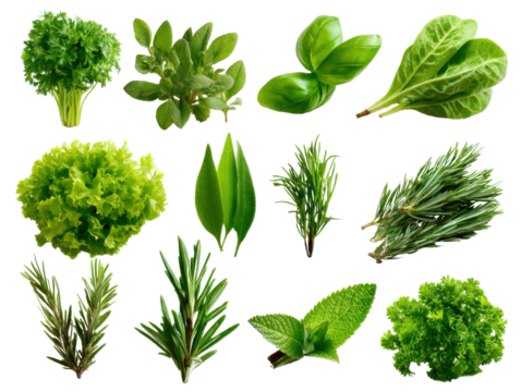 Assortment of Fresh Green Herbs: Showcasing a vibrant selection of herbs, capturing their unique textures and hues, and creating a visually appealing arrangement for culinary inspiration.