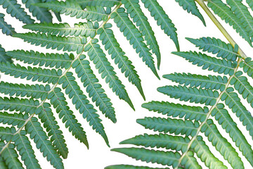 A vibrant green fern leaf, tropical plant, and nature's forest foliage pattern