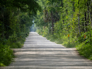 Long straight gravel section of  the Loop Road Scenic Drive or County Road 94 in Big Cypress National Preserve in southern Florida uSA