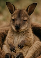 Naklejka premium Winking kangaroo joey outdoors