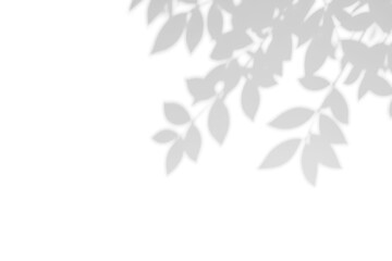 Leaf shadows isolated on transparent background
