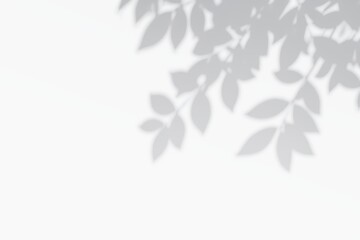 Leaf shadows isolated on the white wall
