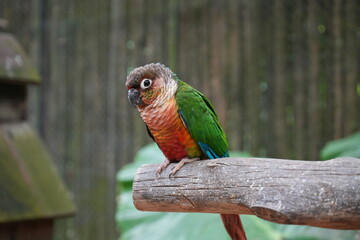 Green-cheeked Conure parrot with a bright color sits on a branch poses for photo