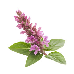 Pink flower sprig isolated on black background botanical beauty nature detail