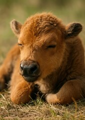 Fototapeta premium Peaceful young bison resting outdoors.