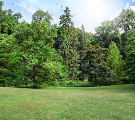 Park scenery with grassland and forest in early summer on a sunny day against a blue sky with birds