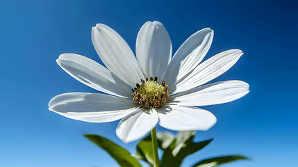 White daisy petals bloom against the blue spring sky