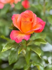 red rose in garden