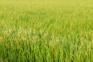 初夏の陽に輝く稲穂と青々とした水田
