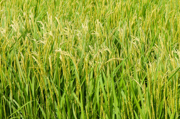 初夏の陽に輝く稲穂と青々とした水田