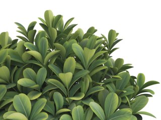 Lush green bush with oval leaves isolated against black background for botanical elements