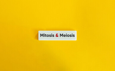 Mitosis and Meiosis