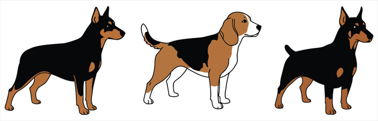 Detailed Illustrations of Hound Dog Breeds - Beagle, Harrier, and Foxhound