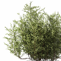 3D illustration Lush beautiful bouquet of cherry blossom branches with green leaves in a modern glass vase sakura flowers isolated on white background