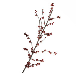 3D illustration Lush beautiful bouquet of branches with red berries in a modern glass vase branches of ilex isolated on white background