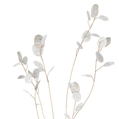 3D illustration Dried Flowers From Branches Lunnik Lunaria in a vase isolated on white background