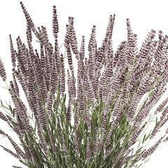 3D illustration Bouquet Of Wild Flowers In Vase Lavender poppy isolated on white background