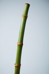 Obraz premium Close up of a bamboo plant, with a bright blue sky in the background